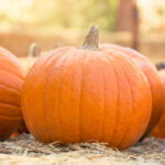 Close-up of a large, bright orange pumpkin resting on a bed of straw, with other pumpkins blurred in the background. The scene is illuminated by warm, natural sunlight, suggesting a fall or autumn setting.