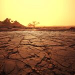 A desolate, cracked desert landscape at sunset with a warm golden sky. Sparse vegetation, including a solitary tree and some distant bushes, silhouettes against the horizon. The ground is dry and fractured, emphasizing the arid environment.