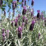 Close-up of blooming lavender plants under a clear blue sky. The tall stems are topped with clusters of small, vibrant purple flowers, contrasting with the silvery-green foliage. In the background, lush green tree leaves are visible, enhancing the natural, outdoor setting.