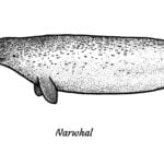 A black and white illustration of a narwhal, a marine mammal known for its long, spiral tusk extending from its head. The narwhal is depicted in a side view with its speckled body, small flippers, and distinctive tail. The word "Narwhal" is written below the image.