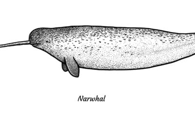 Dentists Curate Smithsonian Exhibit