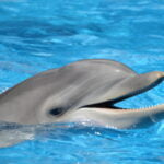 A close-up shot of a bottlenose dolphin's head emerging from clear blue water. The dolphin's mouth is open, revealing its teeth, and its eye is visible, giving a cheerful appearance. The water around the dolphin is sparkling and vibrant, highlighting its smooth, gray skin.