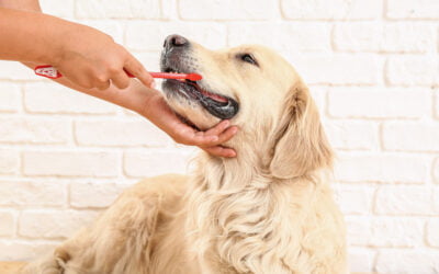 Don’t Forget Your Canines!